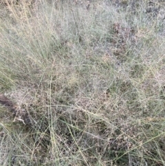 Eragrostis curvula at Jerrabomberra, NSW - 10 Jan 2023