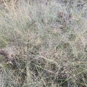 Eragrostis curvula at Jerrabomberra, NSW - 10 Jan 2023