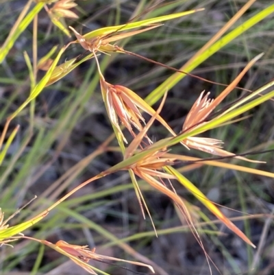 Themeda triandra (Kangaroo Grass) at Mount Jerrabomberra QP - 10 Jan 2023 by Steve_Bok