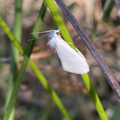 Tipanaea patulella (A Crambid moth) at Mount Jerrabomberra QP - 10 Jan 2023 by Steve_Bok