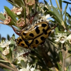 Neorrhina punctatum (Spotted flower chafer) at Karabar, NSW - 10 Jan 2023 by SteveBorkowskis