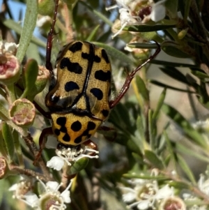 Neorrhina punctata at Karabar, NSW - 10 Jan 2023