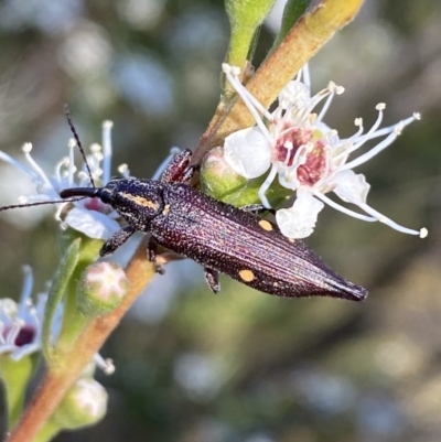 Rhinotia bidentata (Two-spot Rhinotia weevil) at Karabar, NSW - 10 Jan 2023 by SteveBorkowskis