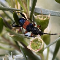 Obrida fascialis (One banded longicorn) at Jerrabomberra, NSW - 10 Jan 2023 by SteveBorkowskis