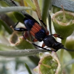 Obrida fascialis at Jerrabomberra, NSW - 10 Jan 2023