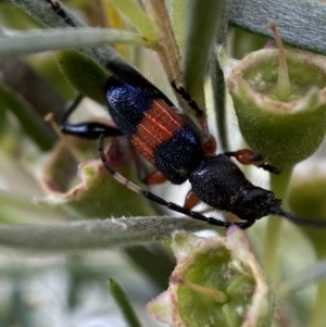 Obrida fascialis at Jerrabomberra, NSW - 10 Jan 2023