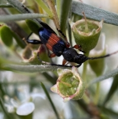 Obrida fascialis at Jerrabomberra, NSW - 10 Jan 2023