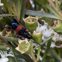 Obrida fascialis at Jerrabomberra, NSW - 10 Jan 2023