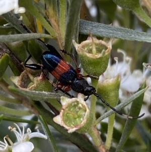 Obrida fascialis at Jerrabomberra, NSW - 10 Jan 2023