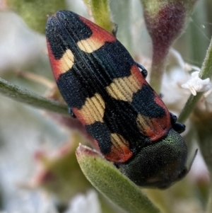 Castiarina sexplagiata at Jerrabomberra, NSW - 10 Jan 2023