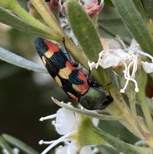 Castiarina sexplagiata at Jerrabomberra, NSW - 10 Jan 2023