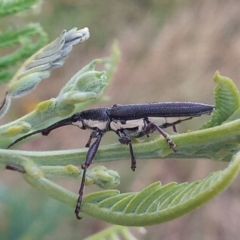 Rhinotia sp. in brunnea-group (A belid weevil) at Paddys River, ACT - 2 Jan 2023 by MichaelBedingfield