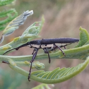 Rhinotia sp. in brunnea-group at Paddys River, ACT - 2 Jan 2023