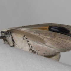 Gastrophora henricaria (Fallen-bark Looper, Beautiful Leaf Moth) at Higgins, ACT - 24 Dec 2022 by AlisonMilton