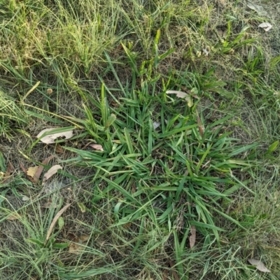 Paspalum dilatatum (Paspalum) at Higgins, ACT - 10 Jan 2023 by MattM