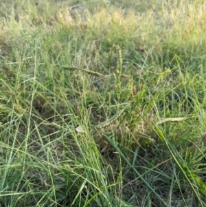 Paspalum dilatatum at Higgins, ACT - 10 Jan 2023 07:35 PM