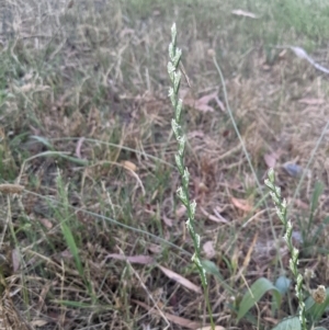 Lolium rigidum at Higgins, ACT - 10 Jan 2023