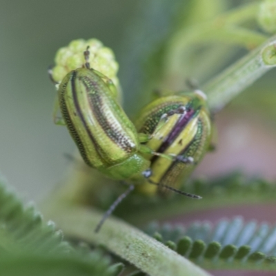 Calomela juncta (Leaf beetle) at Higgins, ACT - 26 Nov 2022 by AlisonMilton