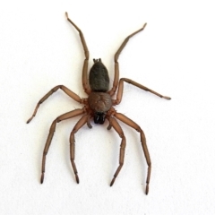 Morebilus plagusius (Major Flatrock Spider) at Crooked Corner, NSW - 8 Jan 2023 by Milly