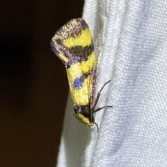 Olbonoma triptycha at Jerrabomberra, NSW - 8 Jan 2023