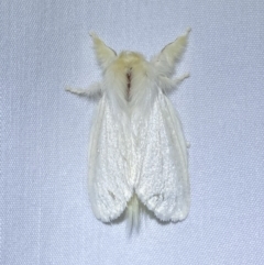 Trichiocercus sparshalli (Sparshall's Moth) at Jerrabomberra, NSW - 8 Jan 2023 by SteveBorkowskis