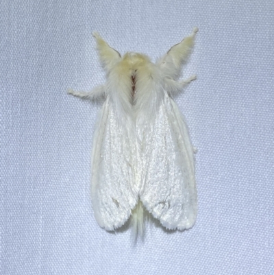 Trichiocercus sparshalli (Sparshall's Moth) at Jerrabomberra, NSW - 8 Jan 2023 by SteveBorkowskis
