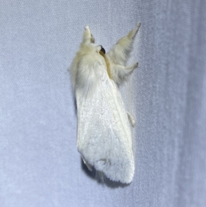 Trichiocercus sparshalli at Jerrabomberra, NSW - 8 Jan 2023