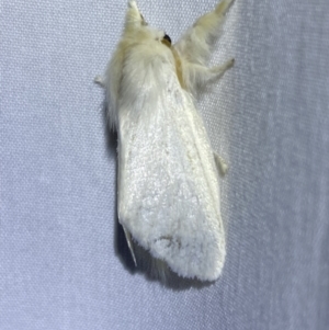 Trichiocercus sparshalli at Jerrabomberra, NSW - 8 Jan 2023