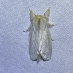 Trichiocercus sparshalli at Jerrabomberra, NSW - 8 Jan 2023