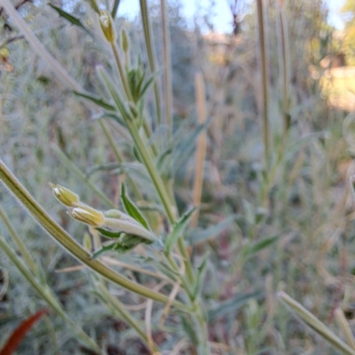 Epilobium billardiereanum subsp. cinereum (Hairy Willow Herb) at Watson, ACT - 8 Jan 2023 by abread111
