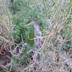 Epilobium billardiereanum subsp. cinereum at Watson, ACT - 8 Jan 2023 05:09 PM