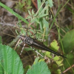 Acripeza reticulata (Mountain Katydid) at Cotter River, ACT - 10 Jan 2023 by Harrisi