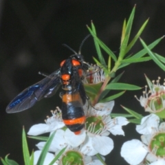 Pterygophorus cinctus at Cotter River, ACT - 10 Jan 2023