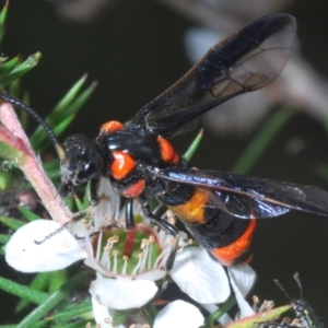 Pterygophorus cinctus at Cotter River, ACT - 10 Jan 2023