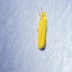 Eulechria electrodes at Jerrabomberra, NSW - suppressed