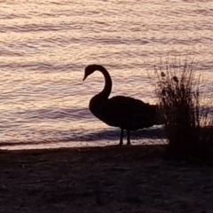 Cygnus atratus (Black Swan) at Barton, ACT - 10 Jan 2023 by MatthewFrawley