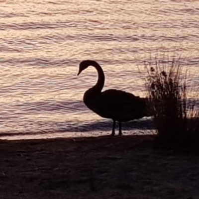 Cygnus atratus (Black Swan) at Lake Burley Griffin Central/East - 10 Jan 2023 by MatthewFrawley