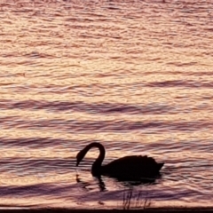 Cygnus atratus at Barton, ACT - 10 Jan 2023 08:47 PM