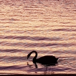 Cygnus atratus at Barton, ACT - 10 Jan 2023 08:47 PM