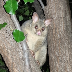 Trichosurus vulpecula (Common Brushtail Possum) at Mount Ainslie to Black Mountain - 10 Jan 2023 by MatthewFrawley