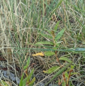 Persicaria prostrata at Higgins, ACT - 10 Jan 2023