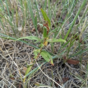 Persicaria prostrata at Higgins, ACT - 10 Jan 2023