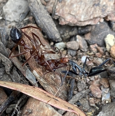 Leptomyrmex erythrocephalus (Spider ant) at Cotter River, ACT - 6 Jan 2023 by AJB