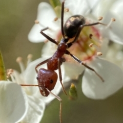 Iridomyrmex purpureus (Meat Ant) at Coombs, ACT - 7 Jan 2023 by AJB