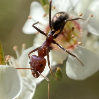 Iridomyrmex purpureus (Meat Ant) at Holder Wetlands - 8 Jan 2023 by AJB