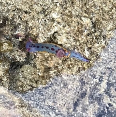 Hypselodoris bennetti (Hypselodoris bennetti) at Broulee, NSW - 6 Jan 2023 by MattFox