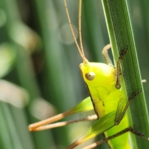 Conocephalus semivittatus at Gundaroo, NSW - 10 Jan 2023