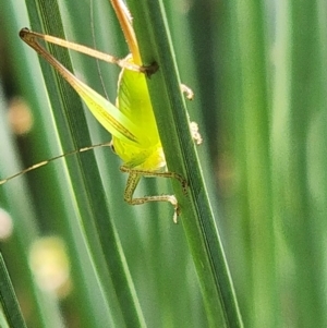 Conocephalus semivittatus at Gundaroo, NSW - 10 Jan 2023