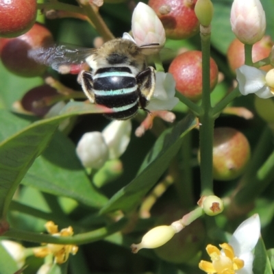 Amegilla (Zonamegilla) asserta (Blue Banded Bee) at Conder, ACT - 10 Jan 2023 by michaelb