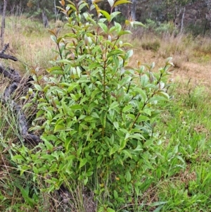 Ligustrum lucidum at Cook, ACT - 21 Oct 2022 12:11 PM